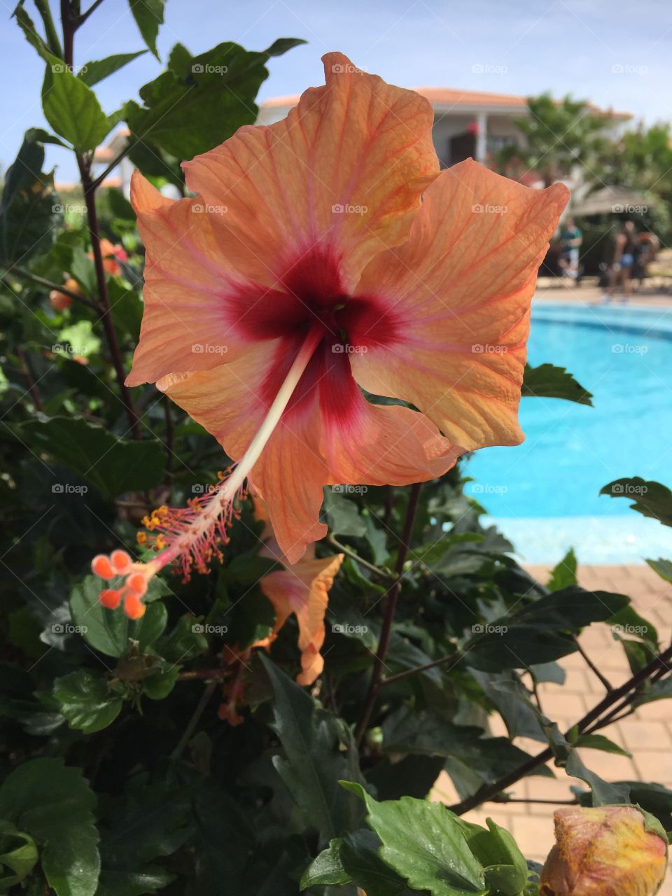 Hibiscus at Santa Maria Cape Verde