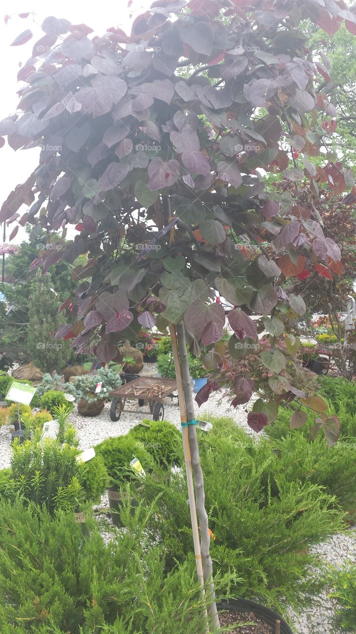 redbud tree nursery