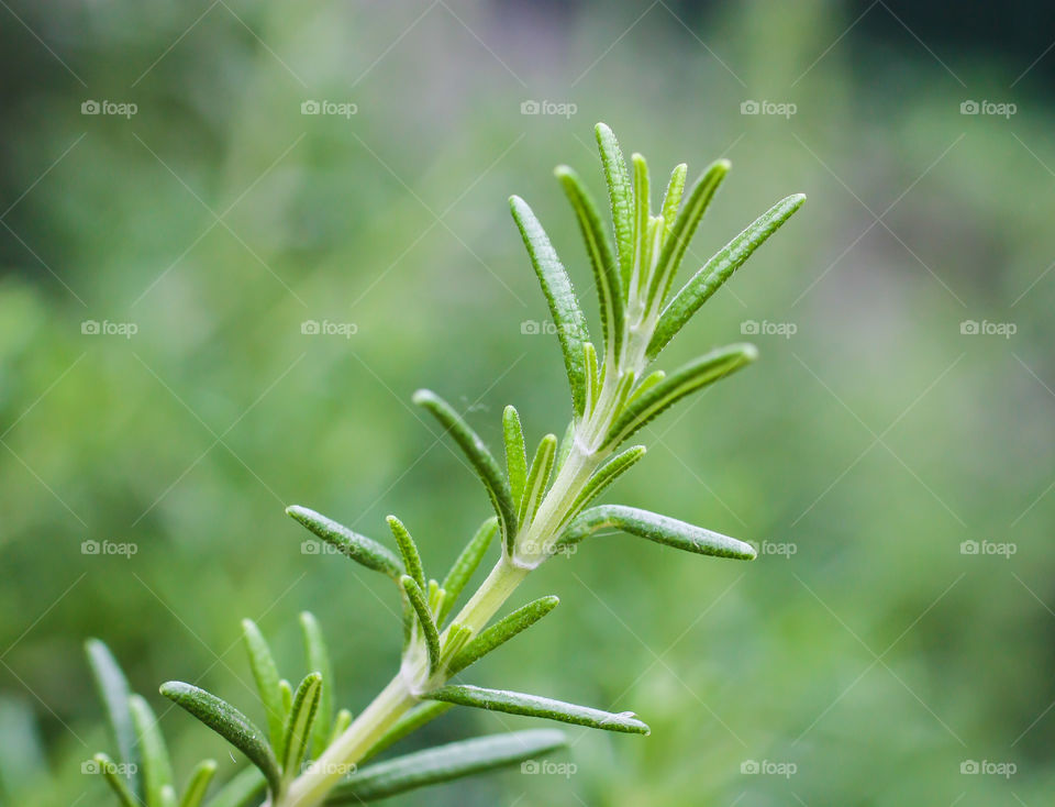 Rosemary