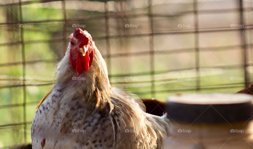 A hen in an enclosure 