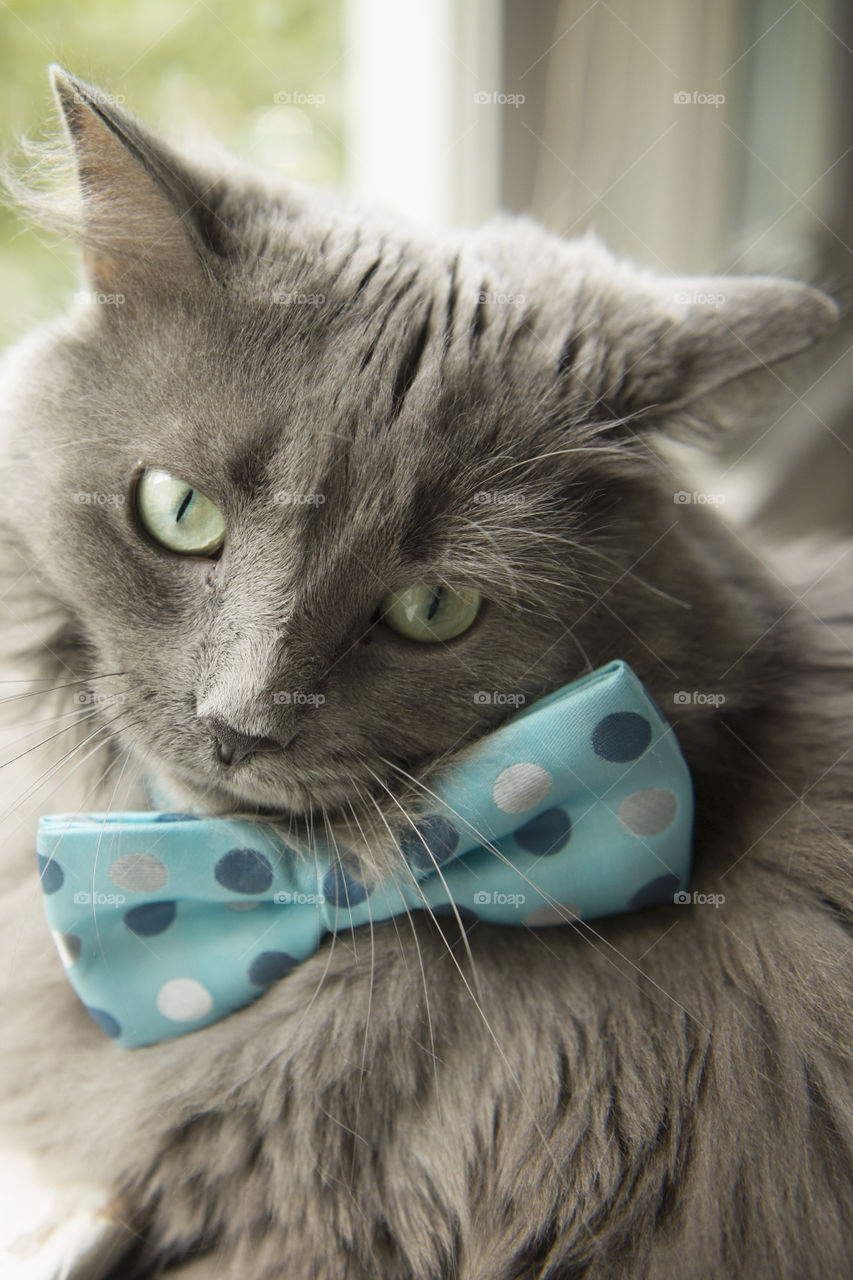 Dr Dinkles loves to wear his polka dot tie in his spare time.