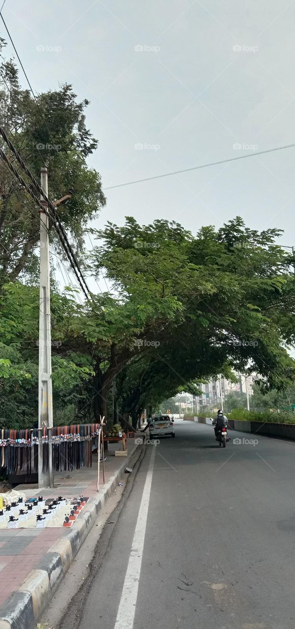 beautiful bending trees in roadways