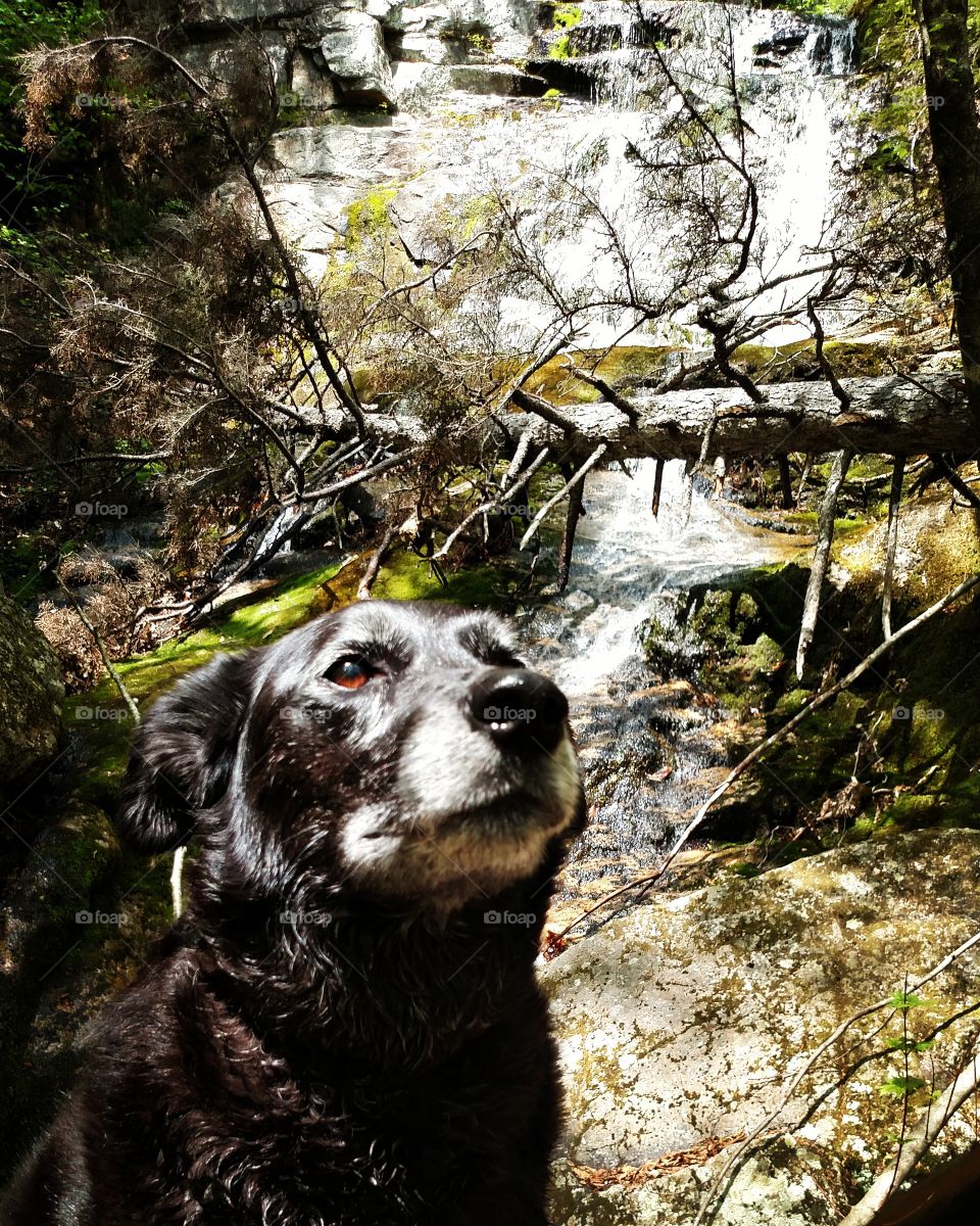 Roxy at Hermit Falls
