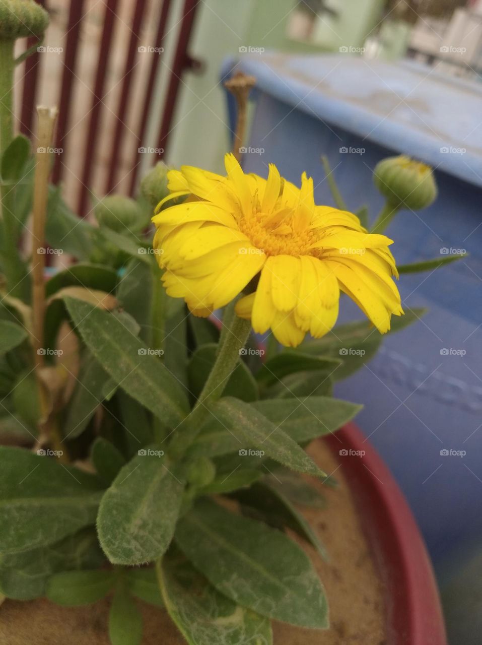 marigold flower yellow fresh seasonal looking very beautiful generally found everywhere fresh