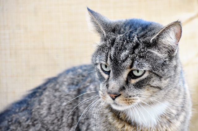 Cute cat sitting on chair 