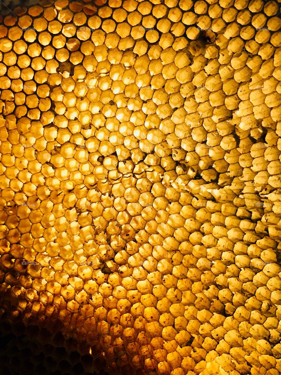 Sunlight through honeycomb. 