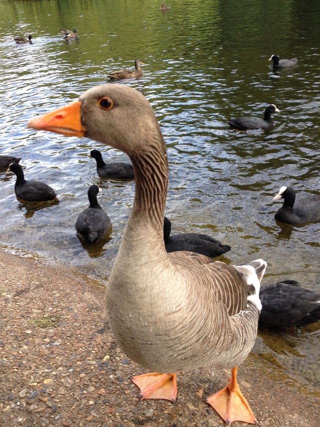 Duck