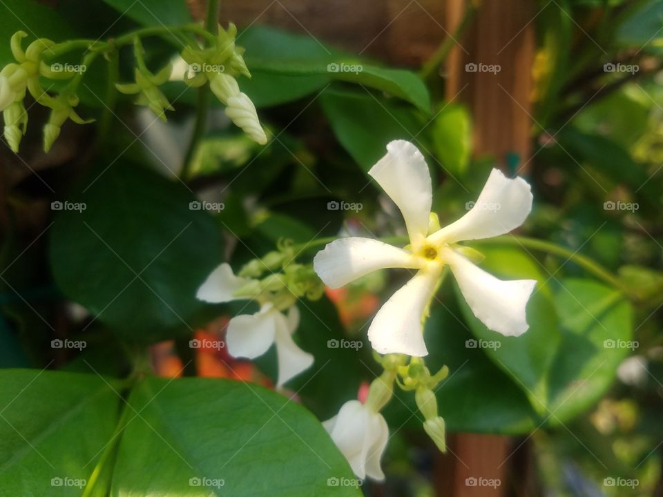 Confederate Jasmine Up Close