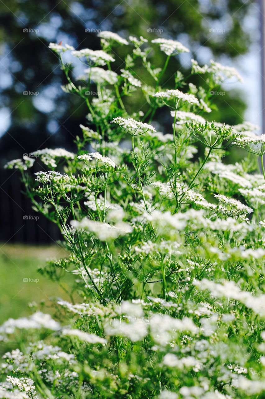 Cilantro plants with seeds