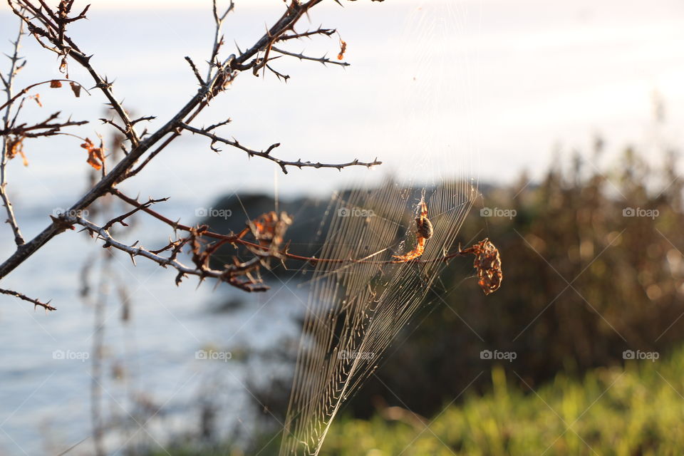 Spider making its web on a dry brunch of small tree