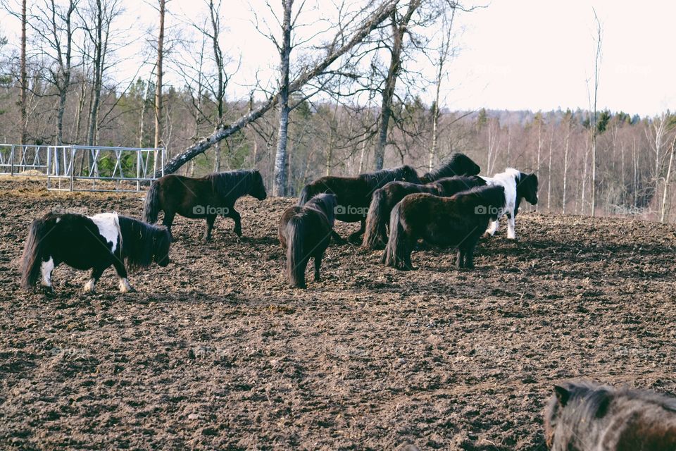 Small pony mares in a pasture