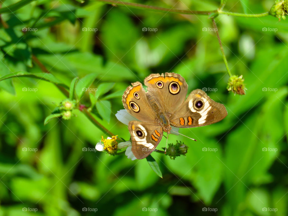 common buckeye