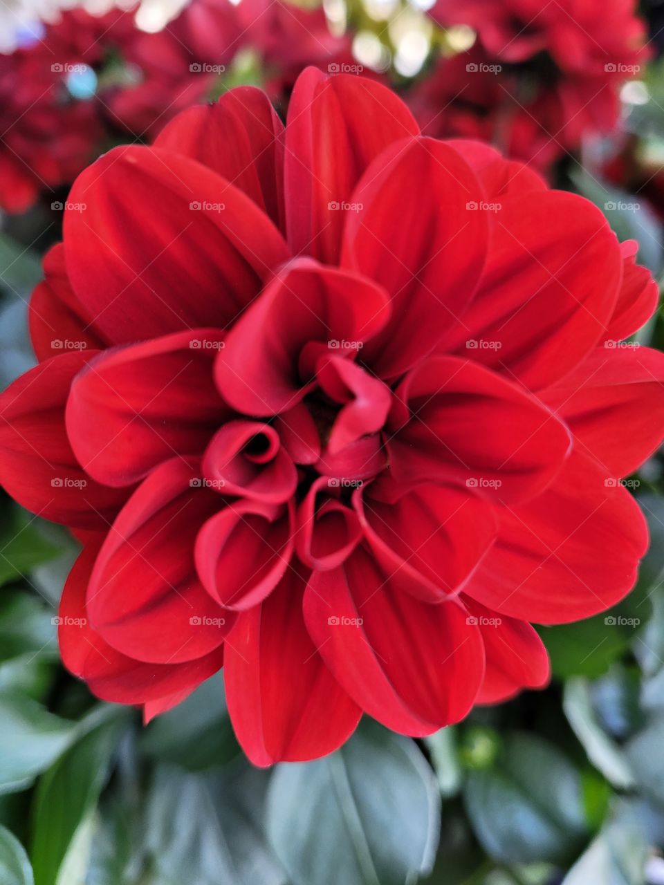 Bright Happy Red Flower