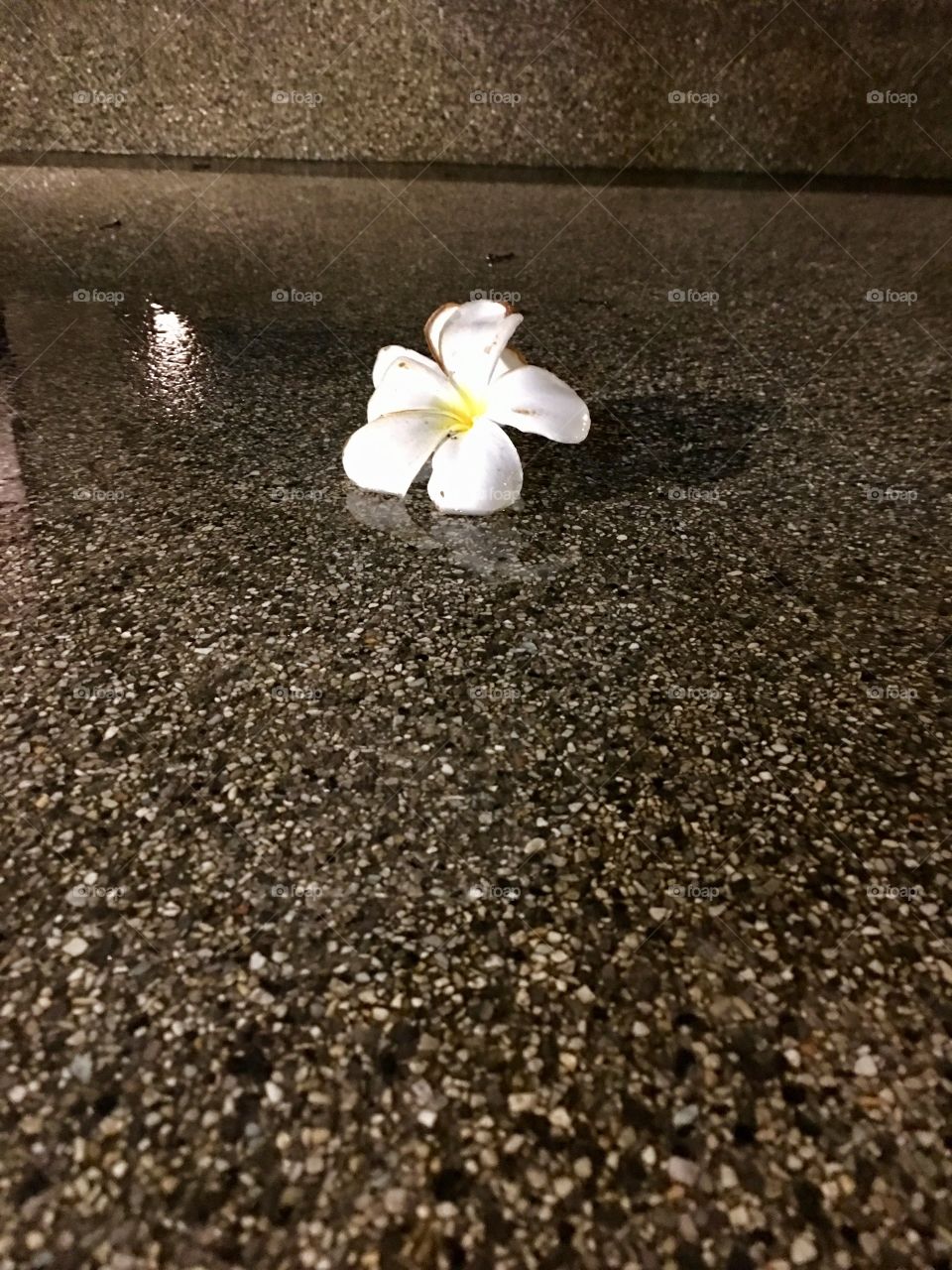 Flower on the ground 