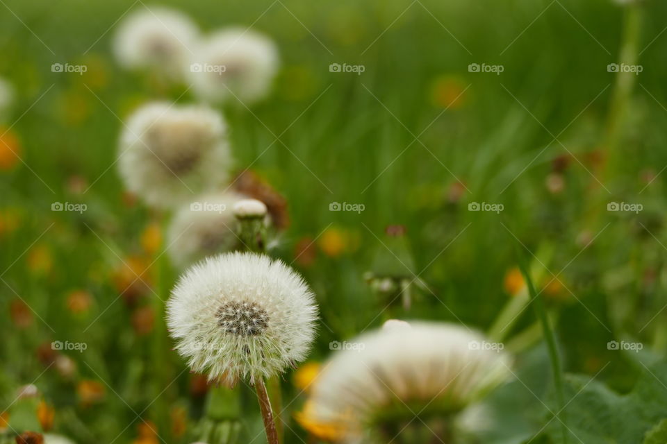 dandelion