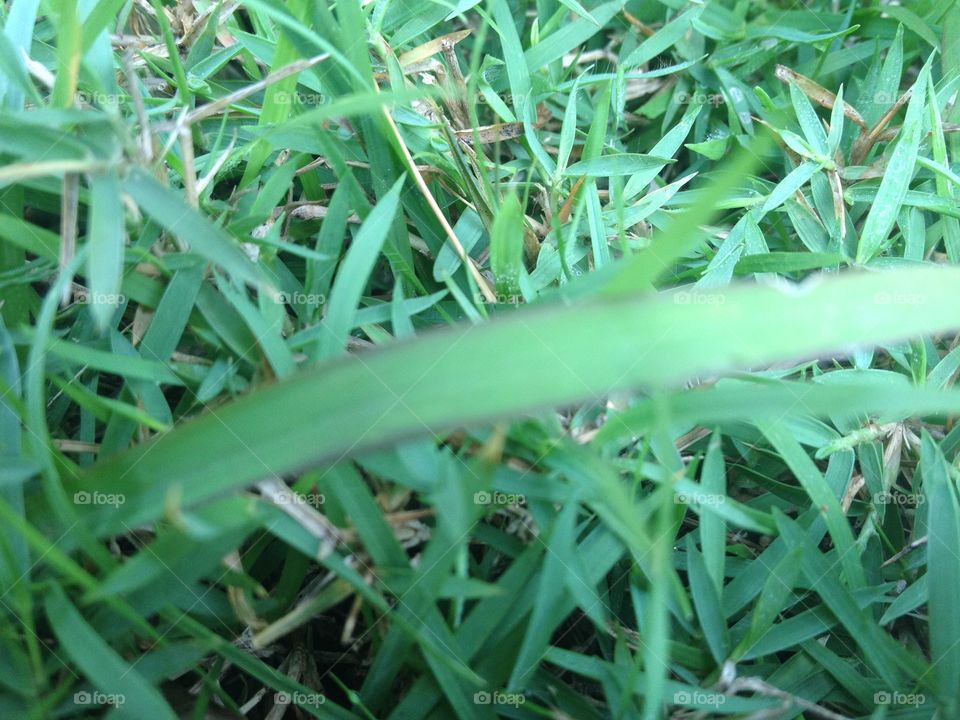 Green grass leaf template .