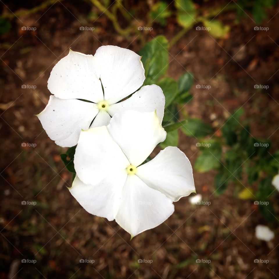 🌺Fim de #cooper!
Suado, cansado e feliz, alongando e curtindo a beleza das #flores.
🏁
#corrida #treino #flor #flowers #pétalas #pétala #jardim #jardinagem #garden #flora #run #running #esporte #alongamento