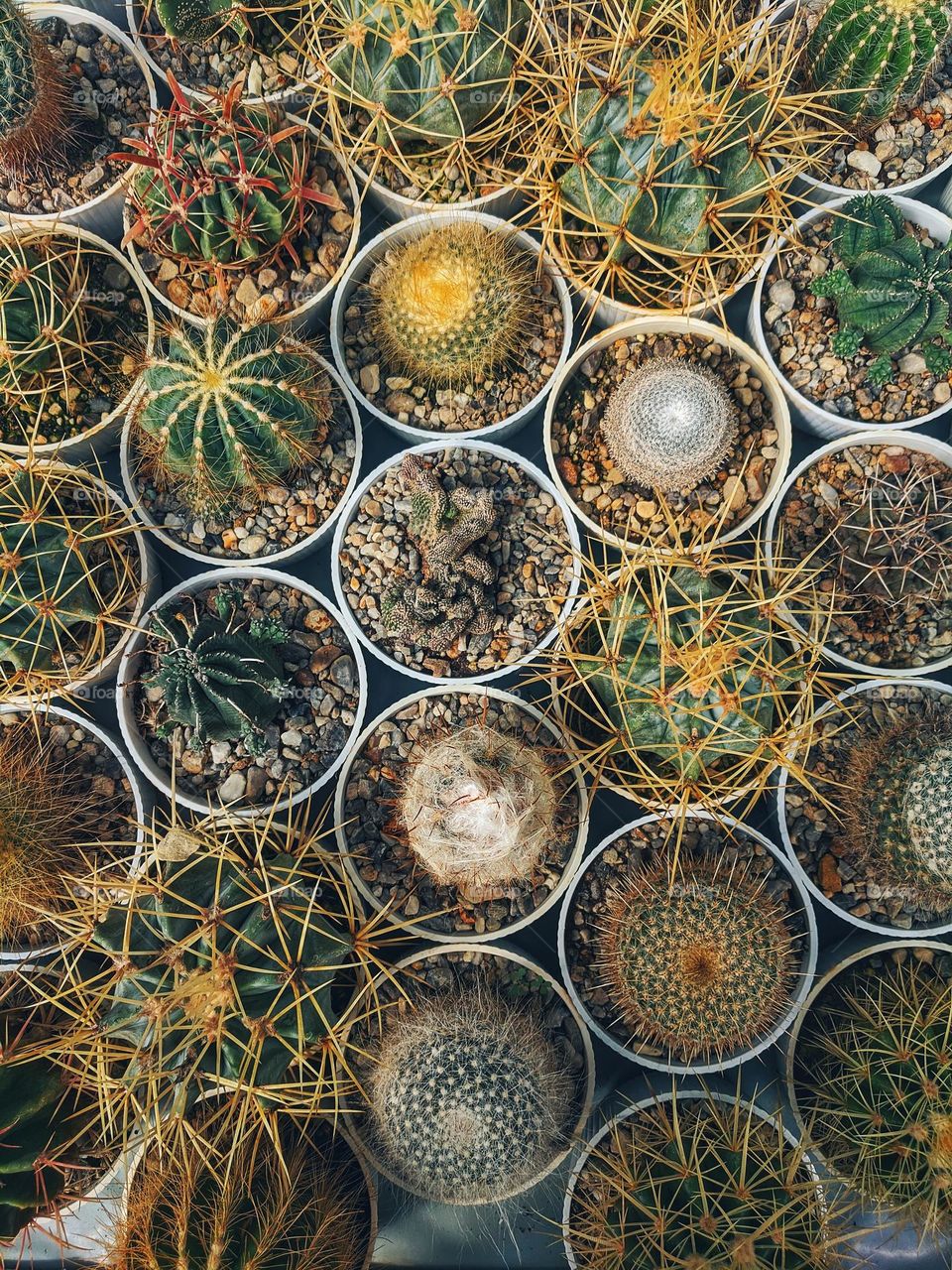 Top view of flowers, cacti,  succulents in greenhouse close up