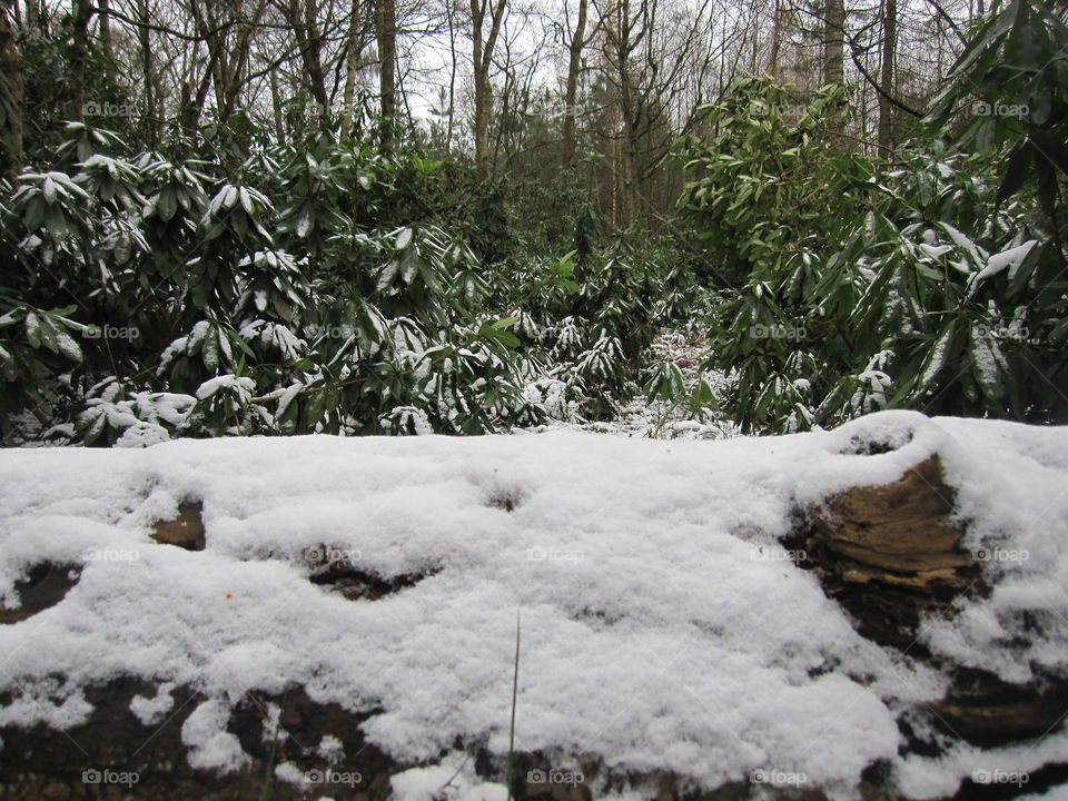 Snow On A Log