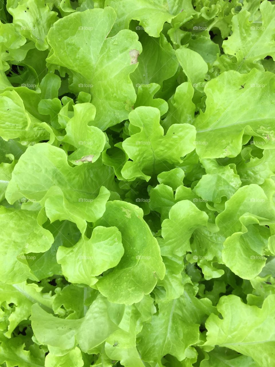 Lettuce Green