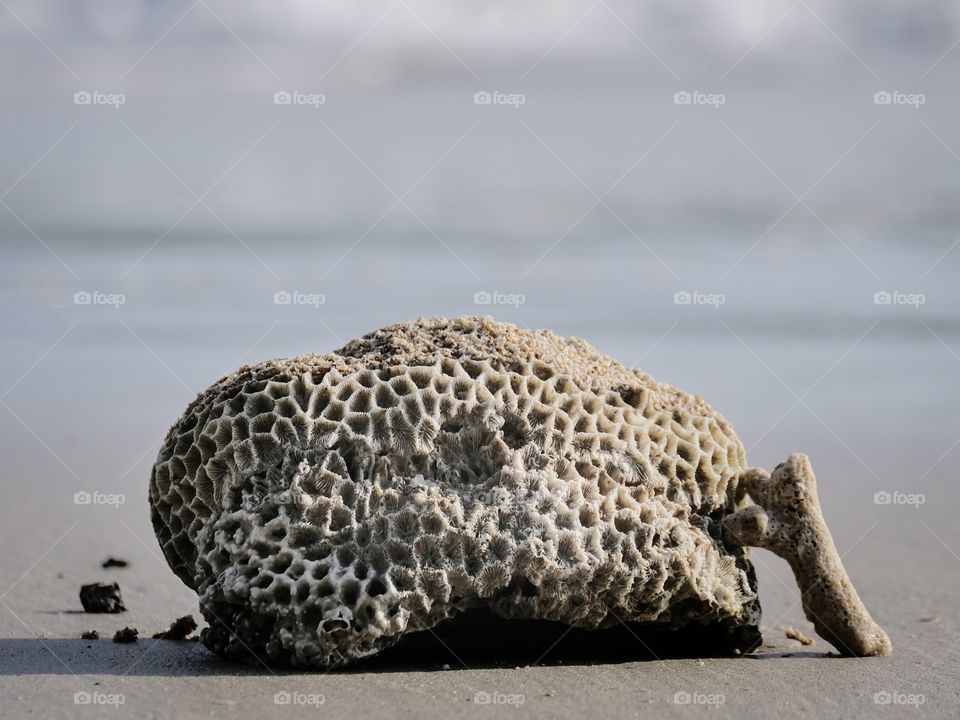 Beautiful Massive Coral on beach