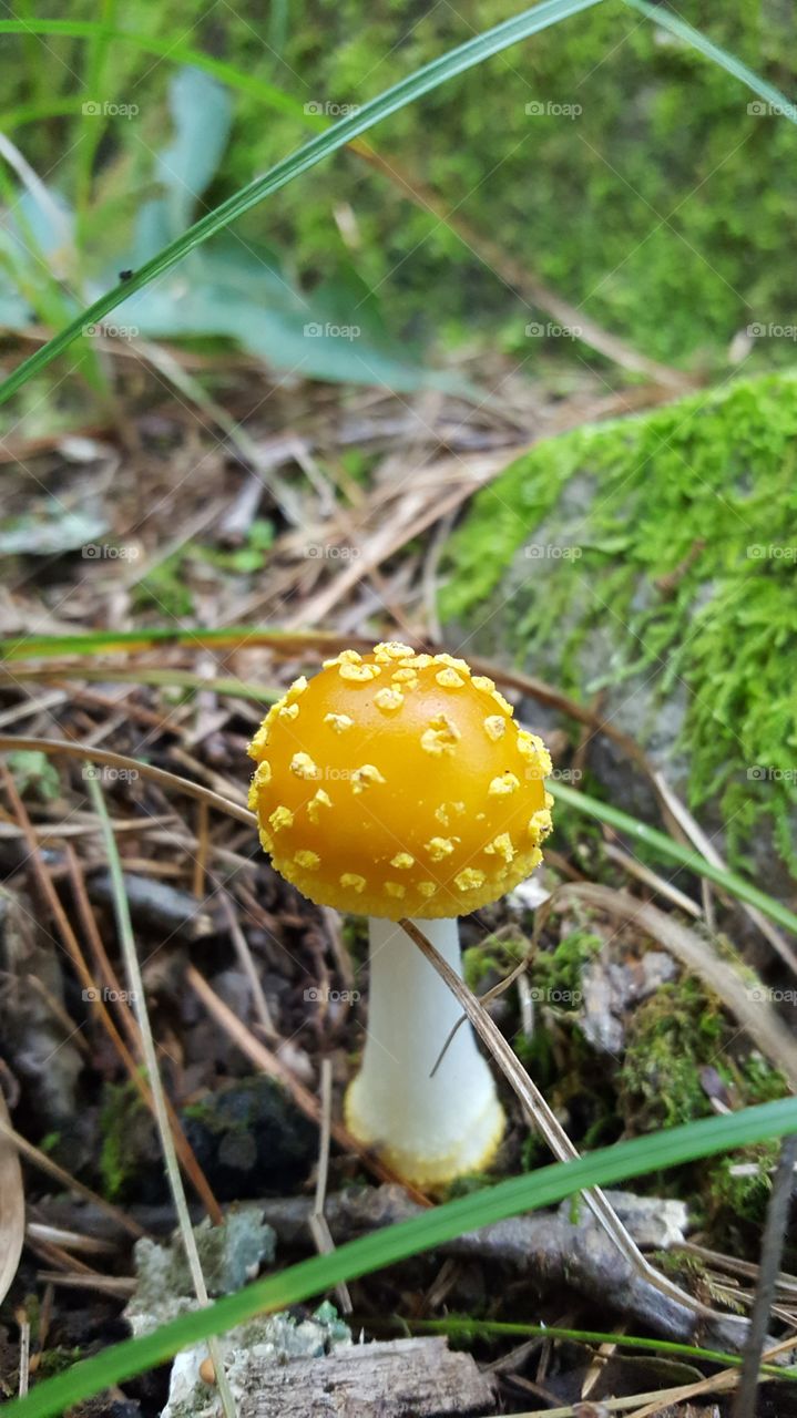 Yellow spotted mushroom