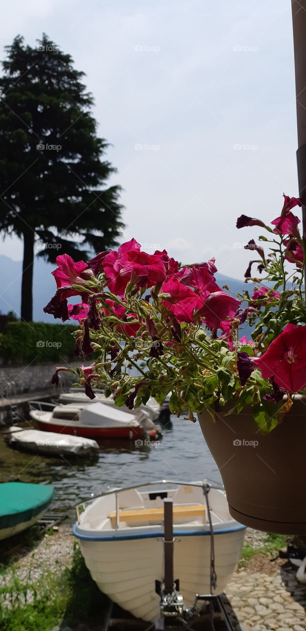 flowers lake boats