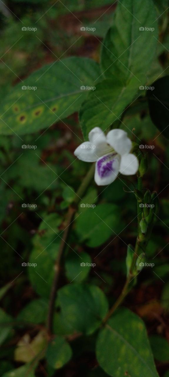 naturelove, beautiful, flowers, purple,White green, drak background
