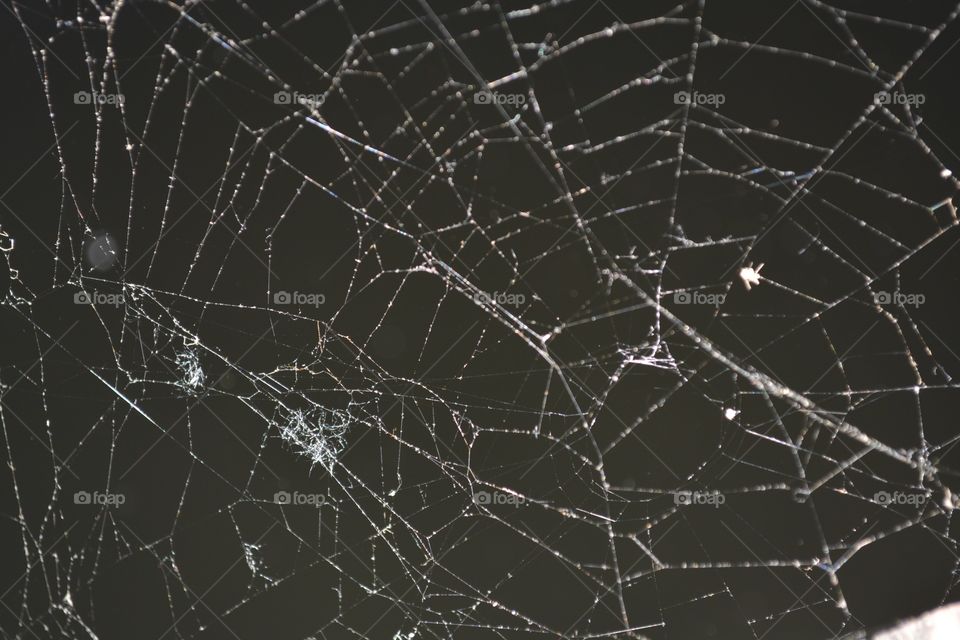 Spiderweb 