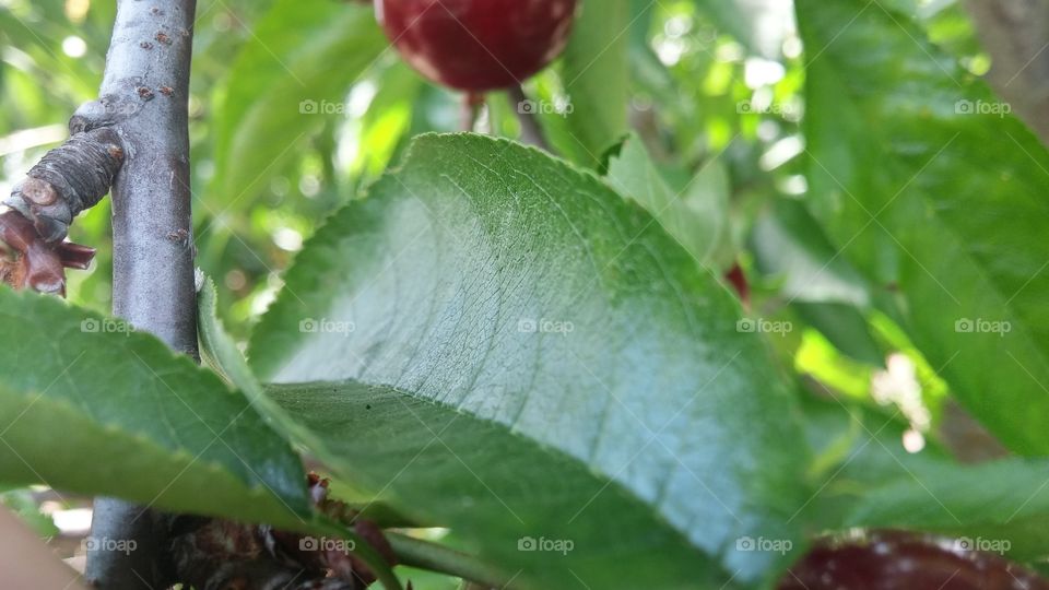 Cherrie Leaf