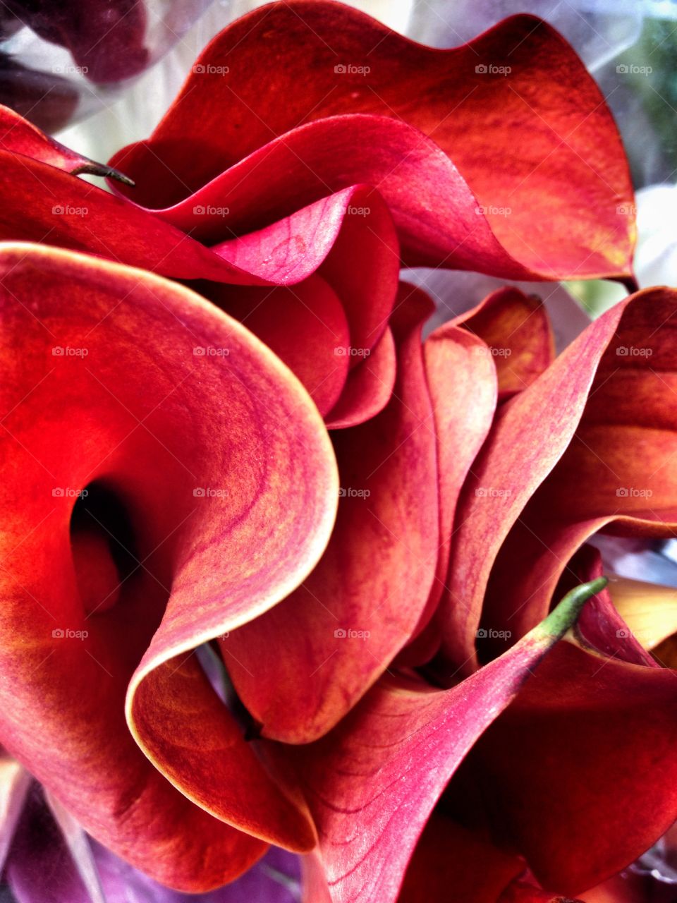 Calla Lily. Flowers 