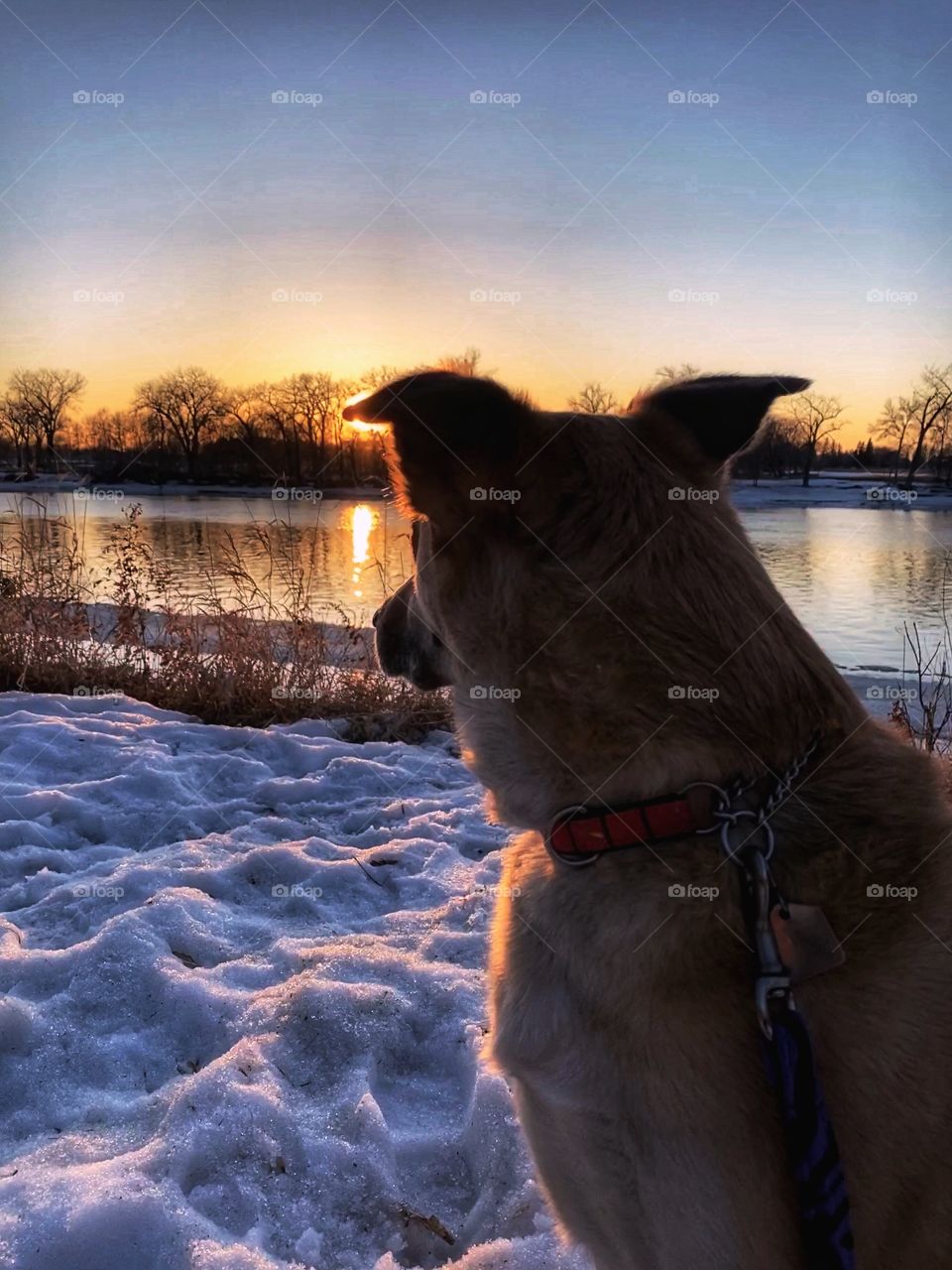 Even dogs love watching beautiful sunsets