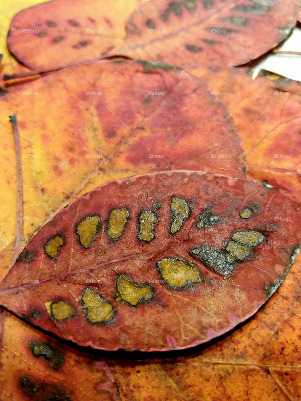 beautiful fall leaves