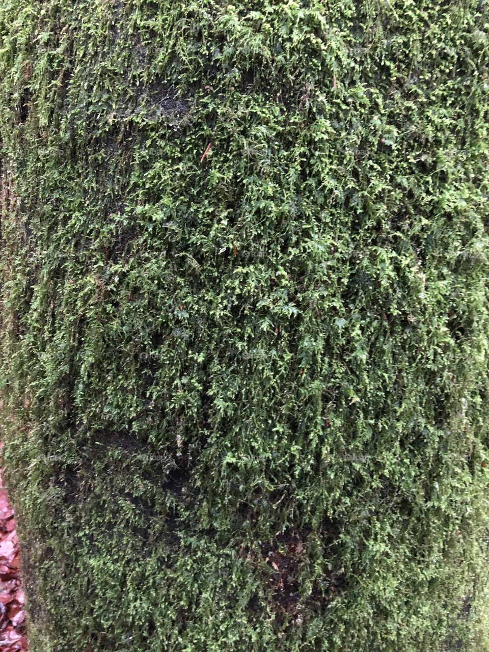 Moss