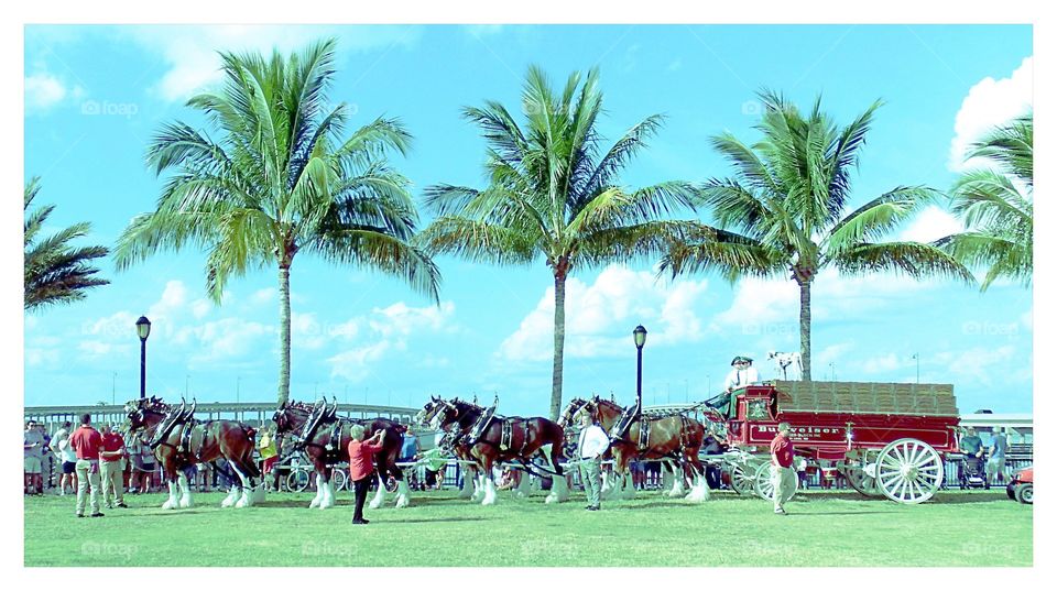 Clydesdale Horse Team
