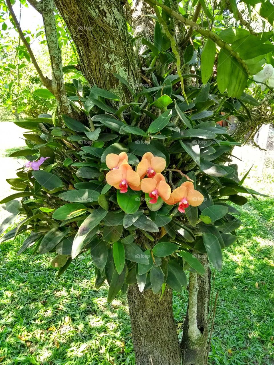 Orquídea.