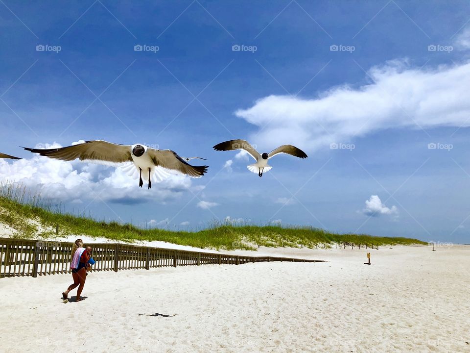 Seagull flying over beach