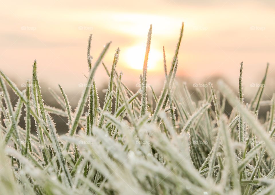 Frozen grass growing into a pink sunrise