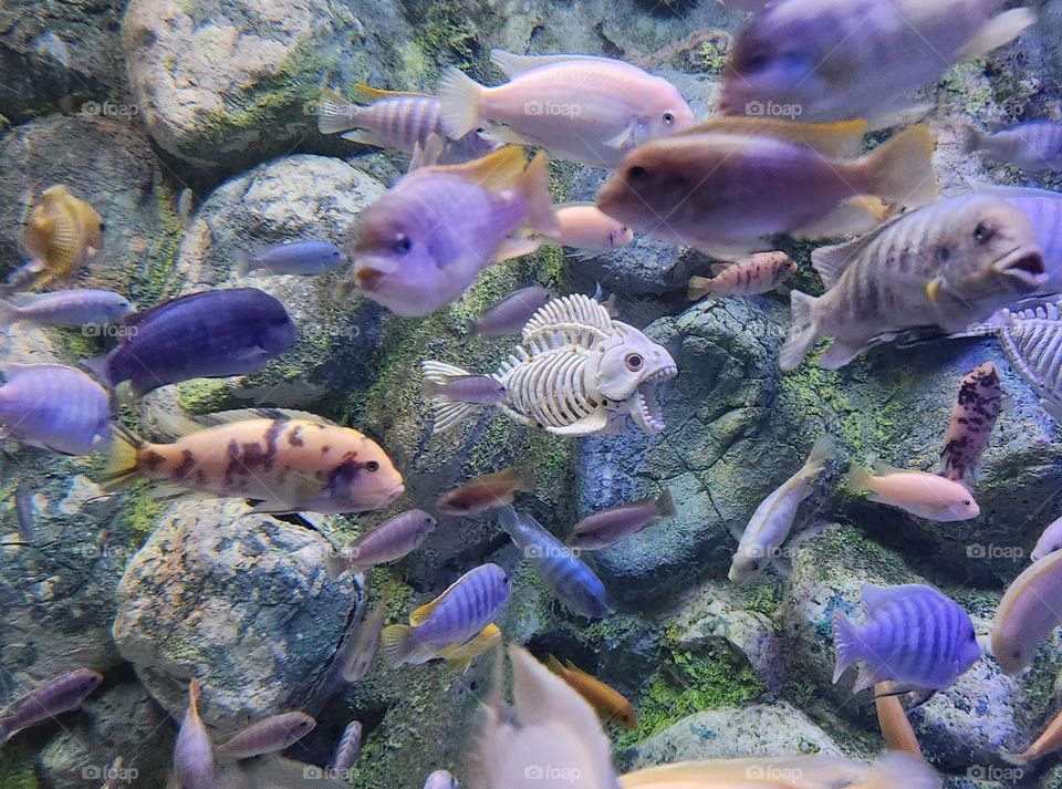 Various Swimming Colorful Fish