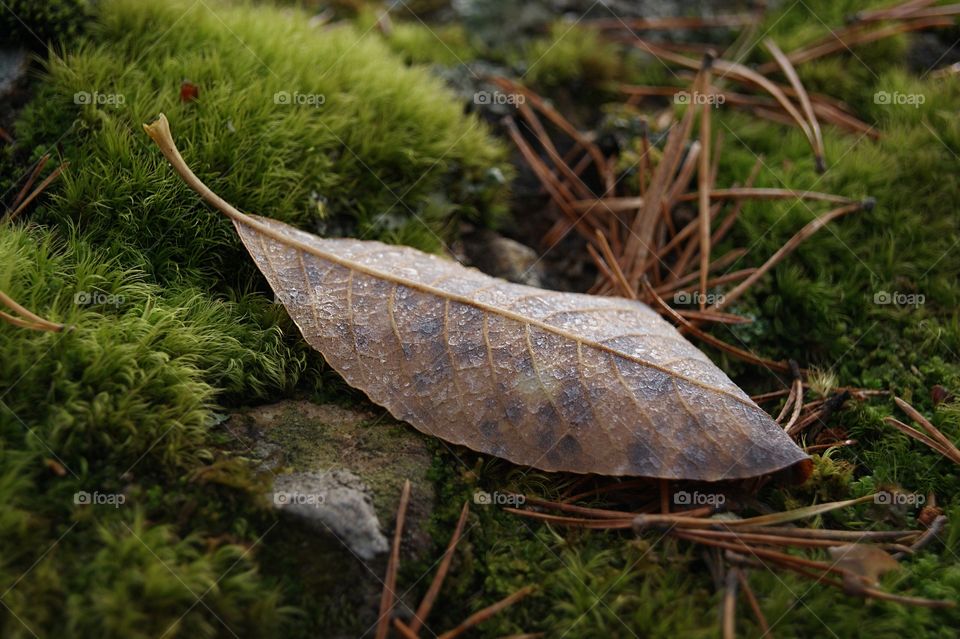 Leaf