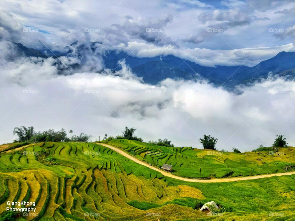 Golden rices terraces valley in Ngai Thau,  Bat Xat district,  Lao Cai province,  Vietnam