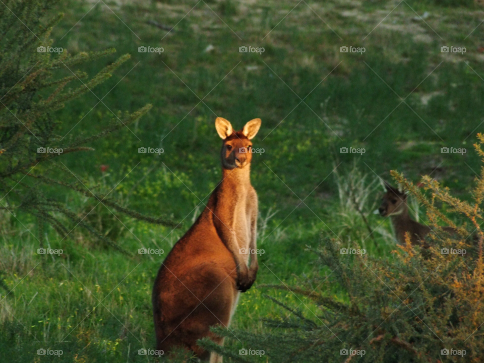 nature australia kangaroo australind by darloandy1963