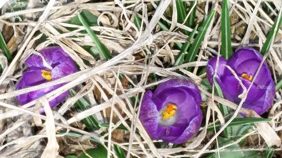Crocuses