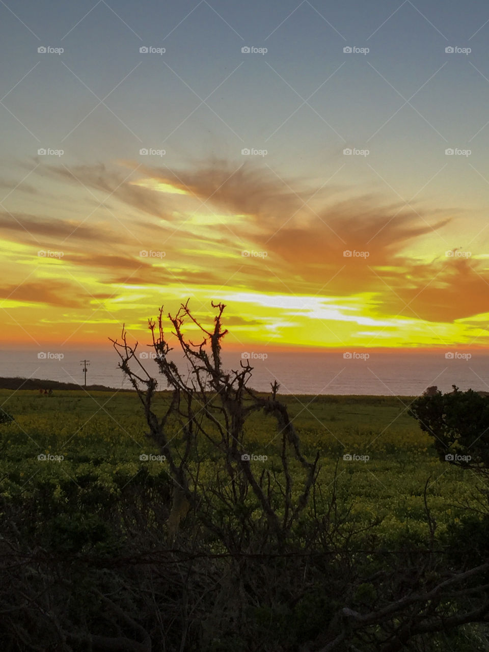 Golden sunset on ocean waters, silhouettes of plants