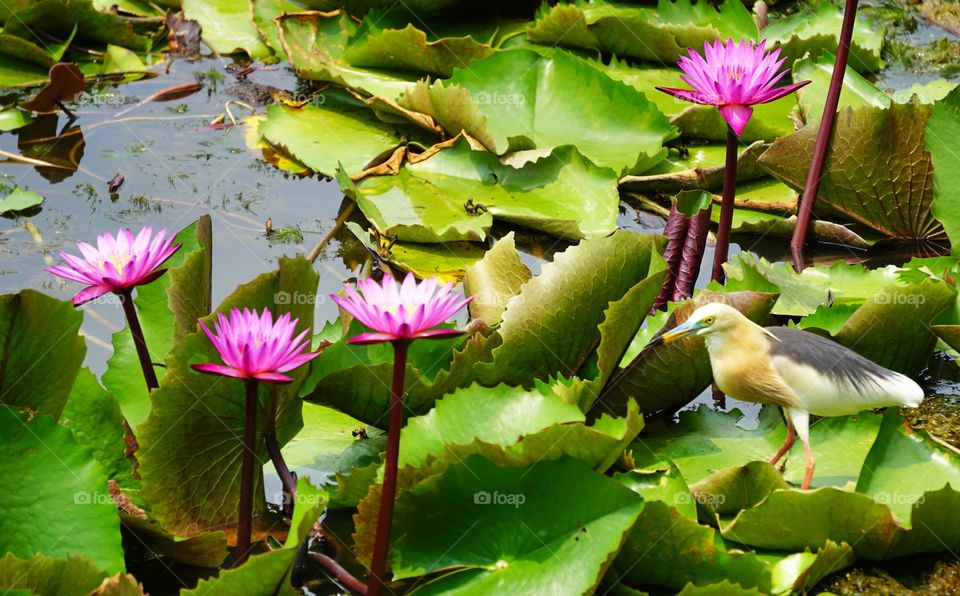lotul field with bird