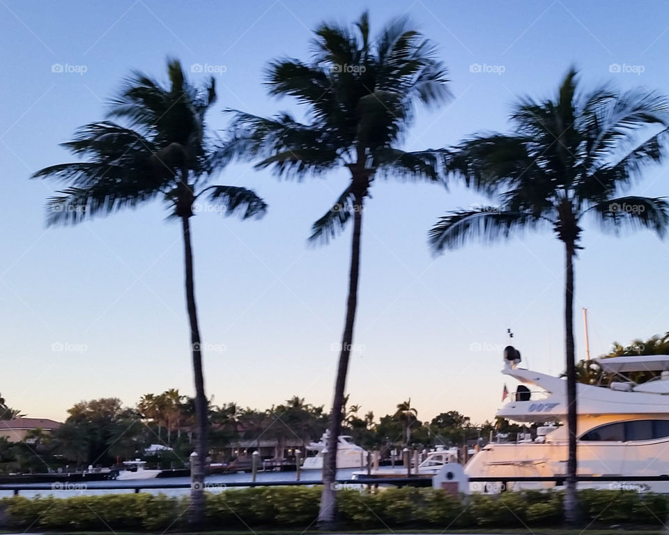 Palm, Beach, Tree, Resort, No Person