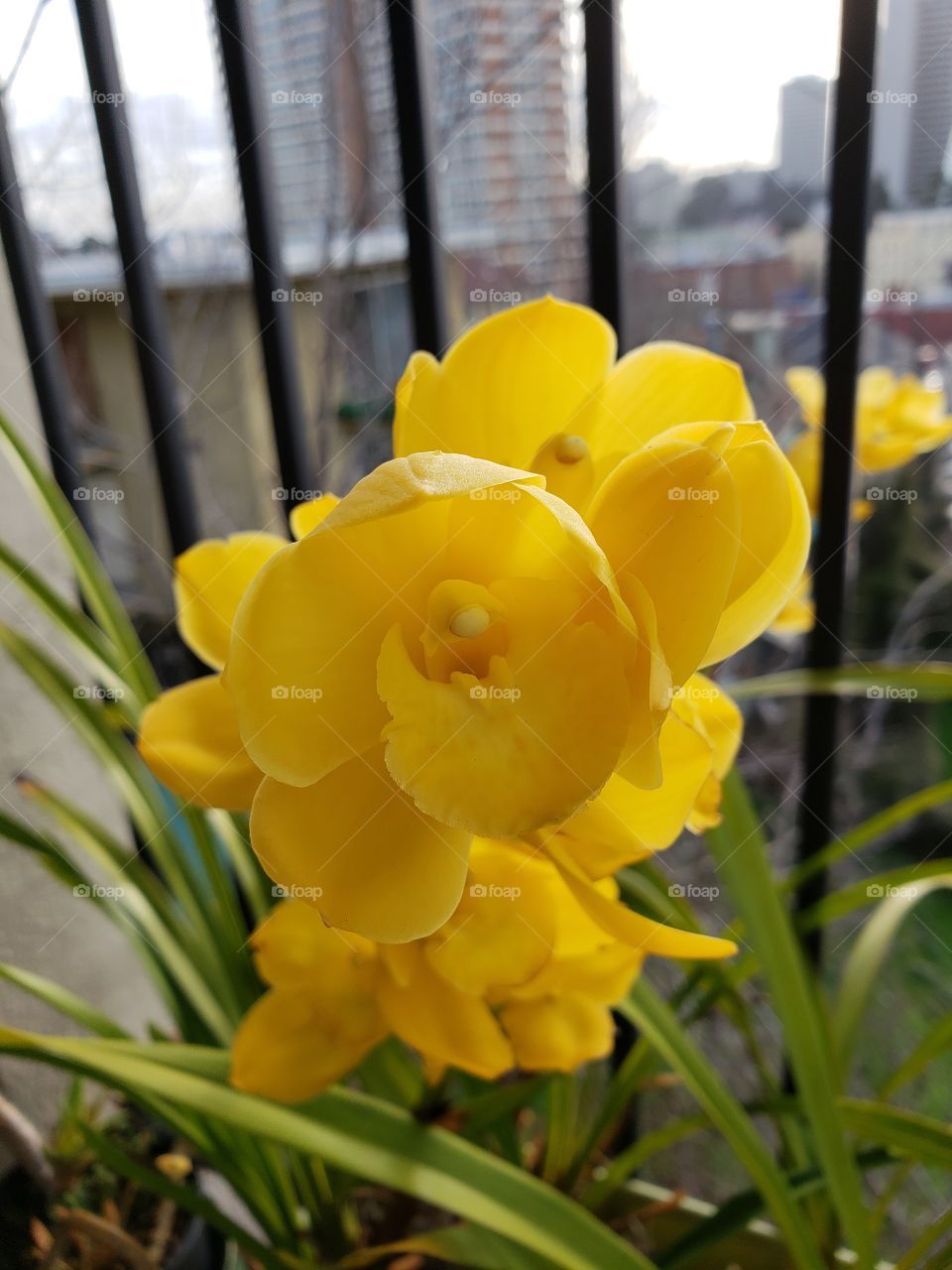 Fragrant yellow winter cymbidiums