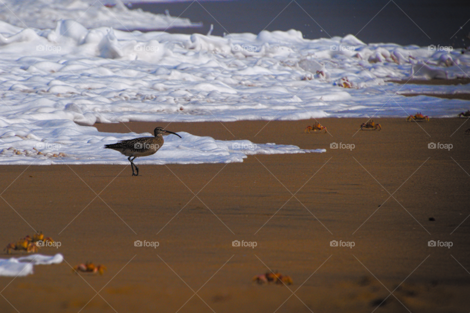 Beach runner bird