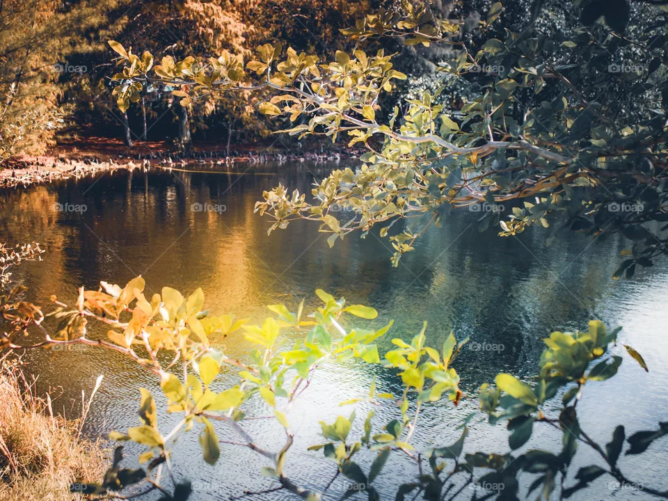 Nature light 