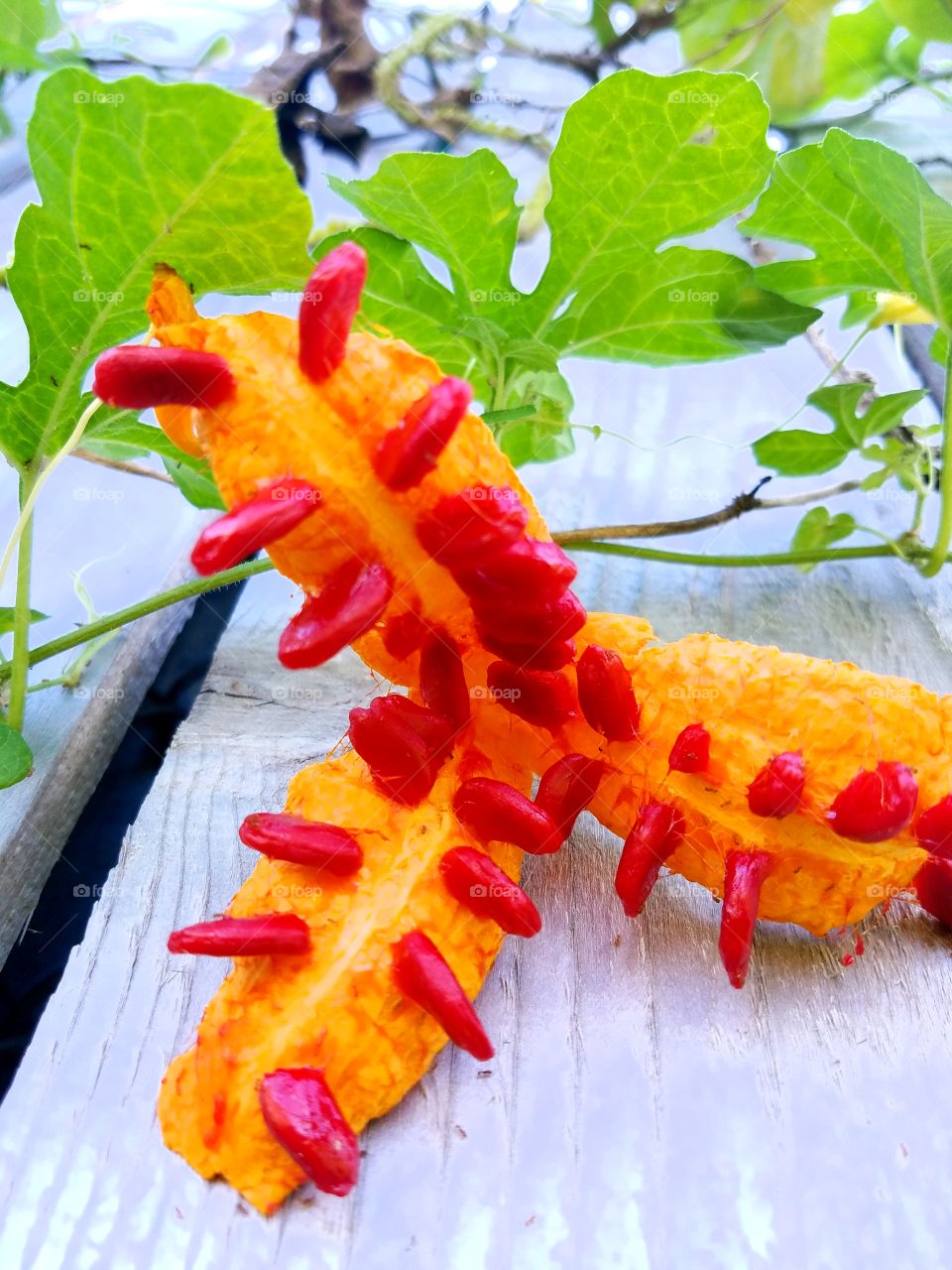 Flower and food for the green gecko,Hawaii